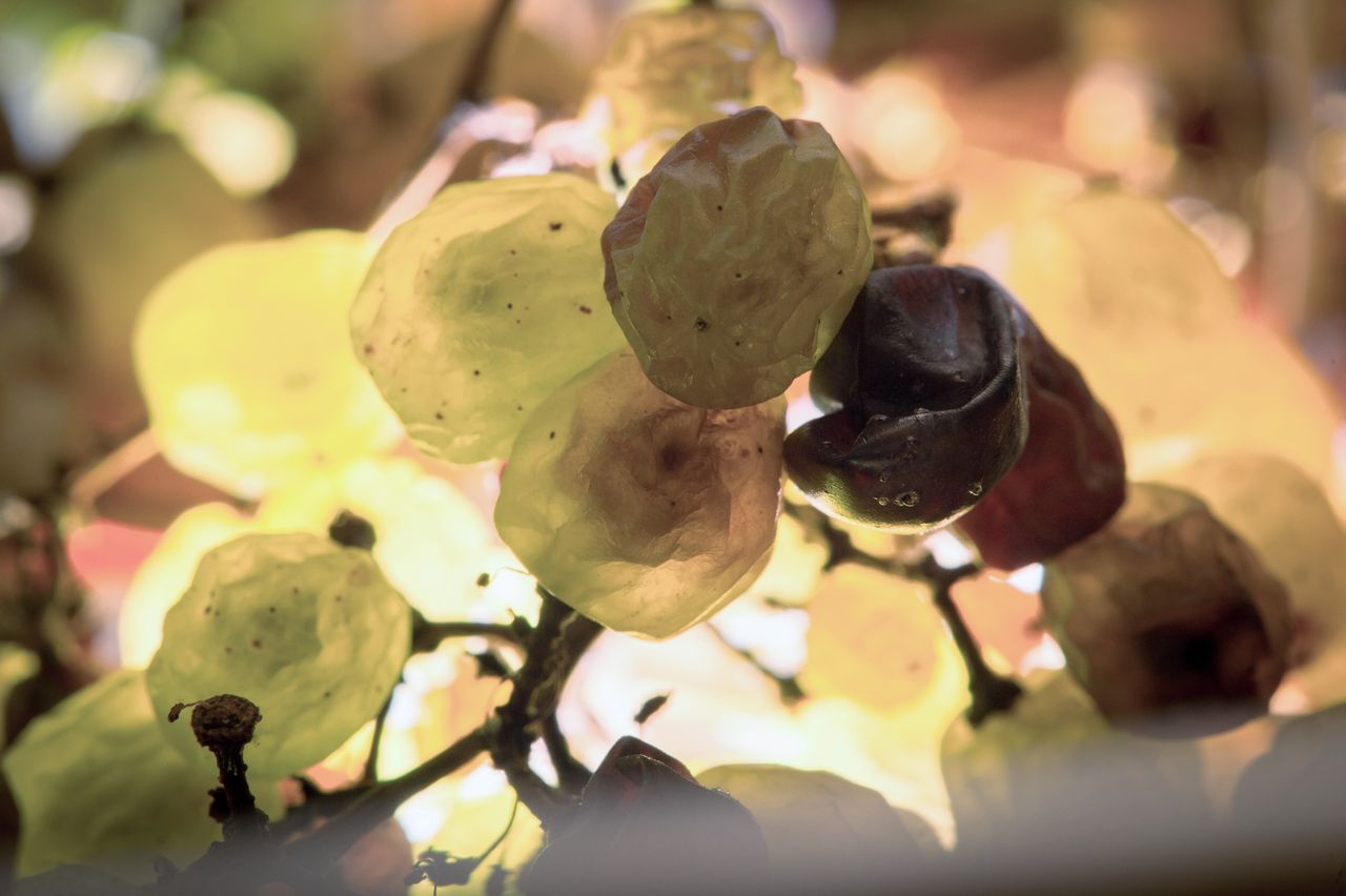 Vignoble Technique Vin de paille VDP-0024